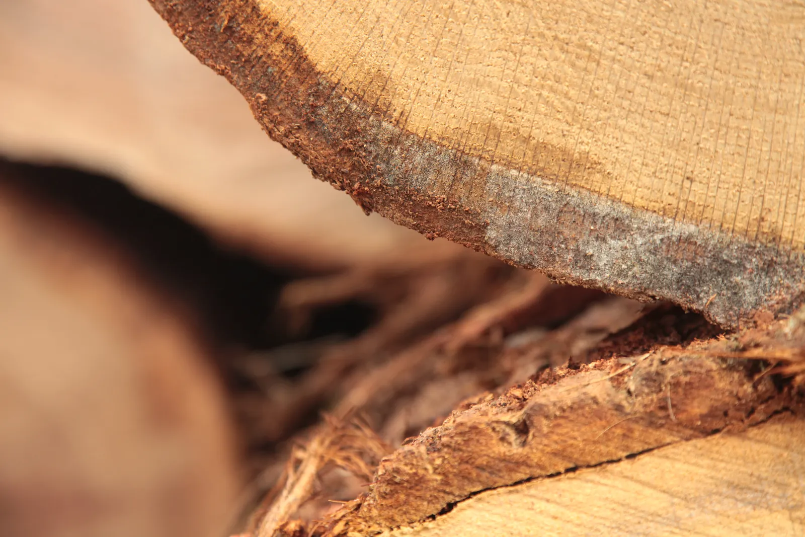 L’écorce et le bois, en coupe / Bark and wood, in section