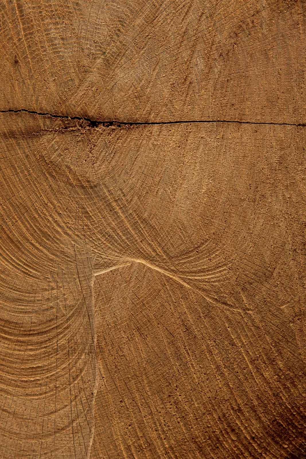 Les cernes : un an de croissance par anneau / Growth rings: one year per ring