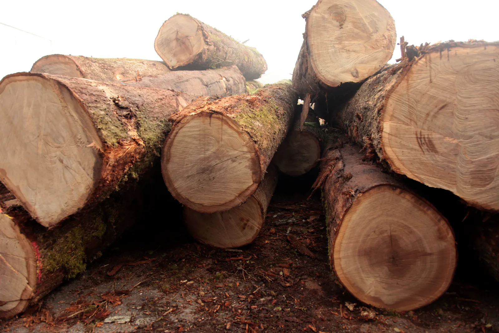 Les grumes de chêne / Oak logs