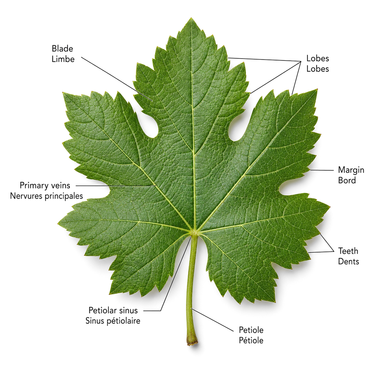 Feuille de vigne, face supérieure / Vine leaf, upper side