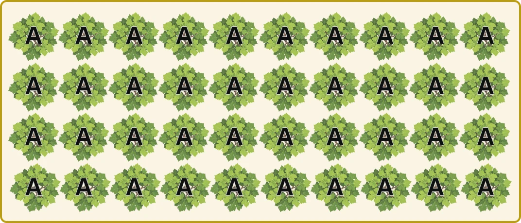 Parcelle clonale : 40 pieds identiques / Clonal plot: 40 identical vines