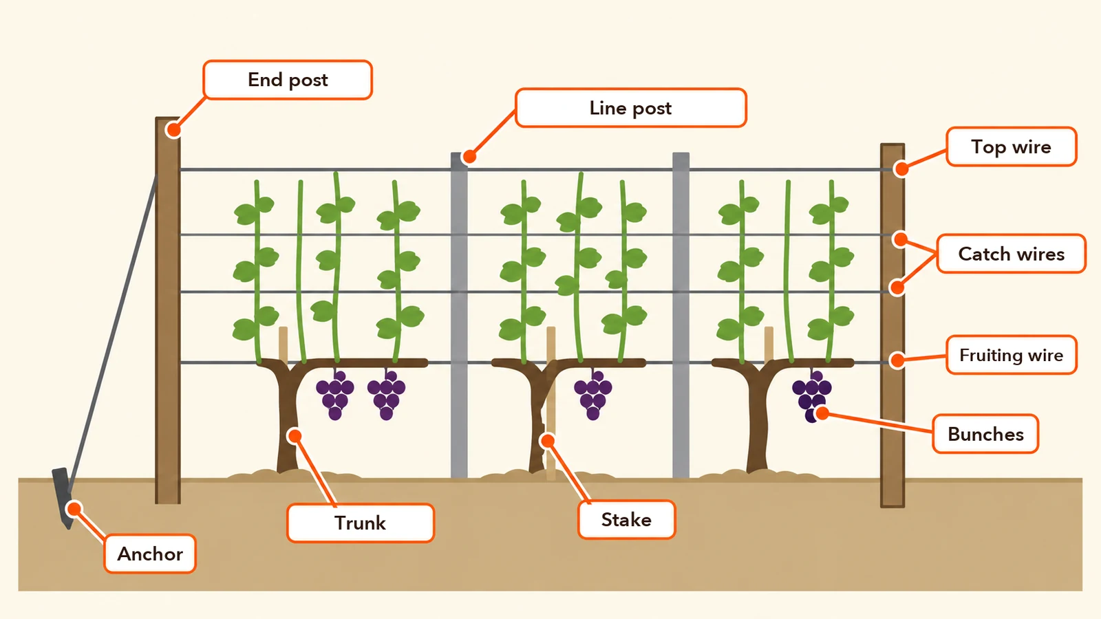 Anatomy of a trellised row