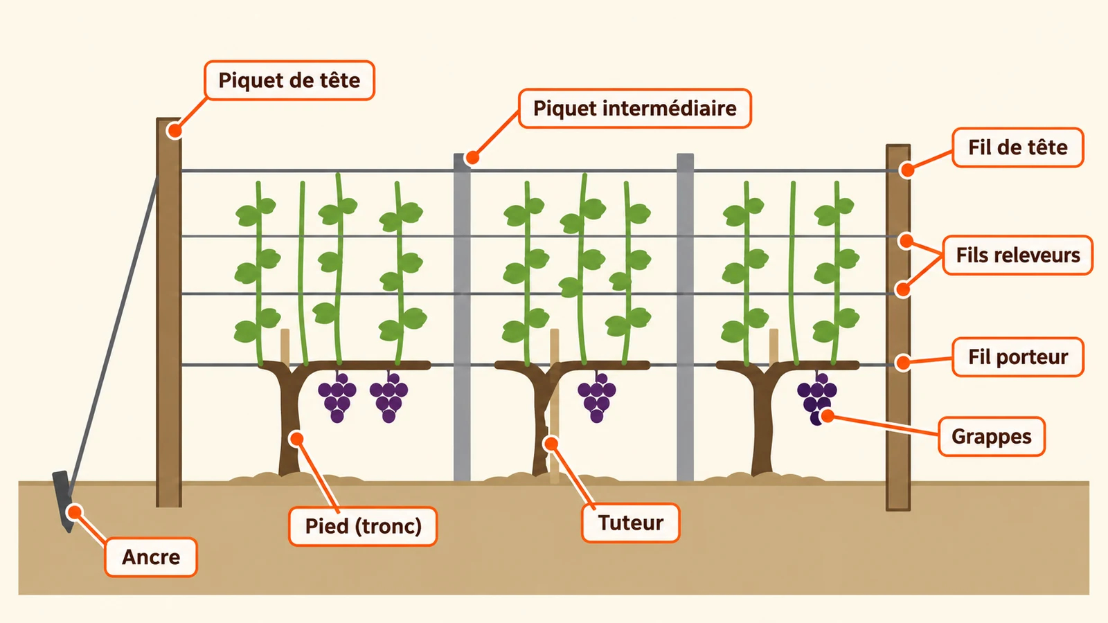 Anatomie d’un rang palissé