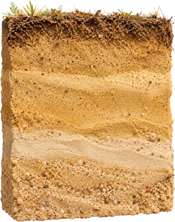 Profil de sol sableux / Sandy soil profile